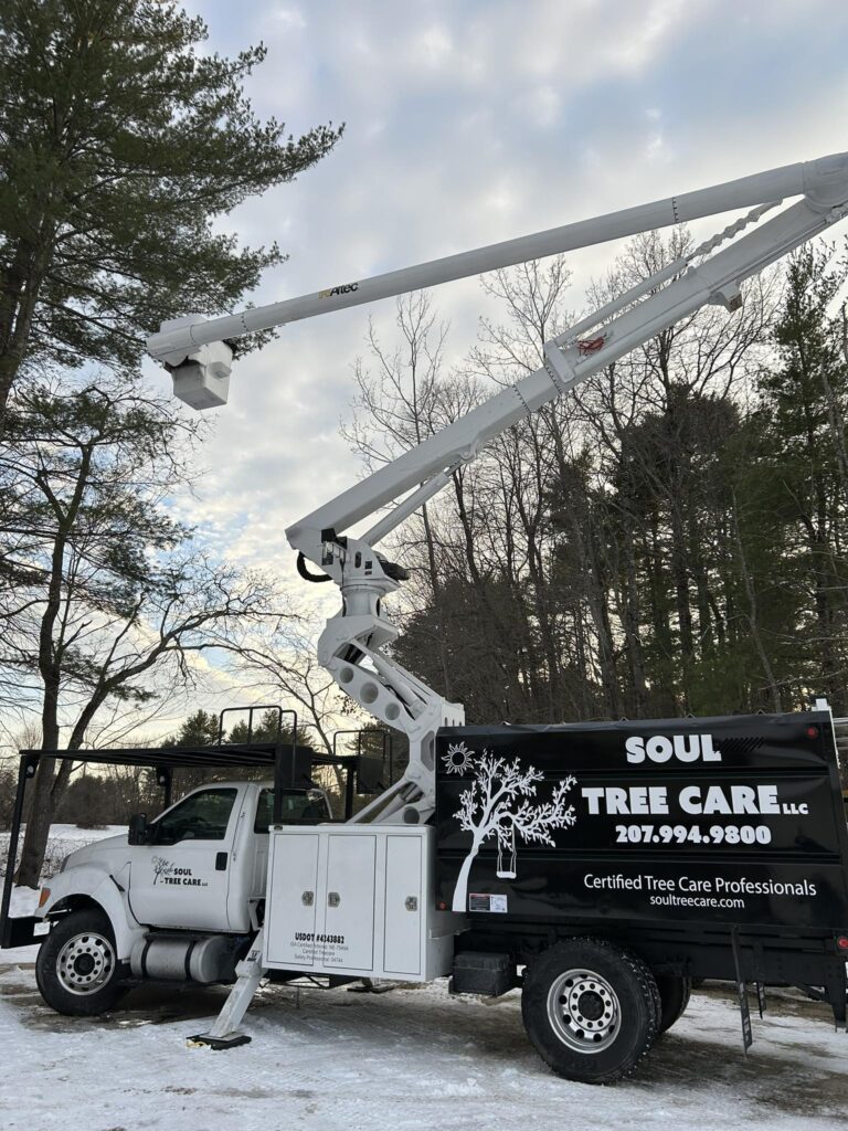 tree removal near me
