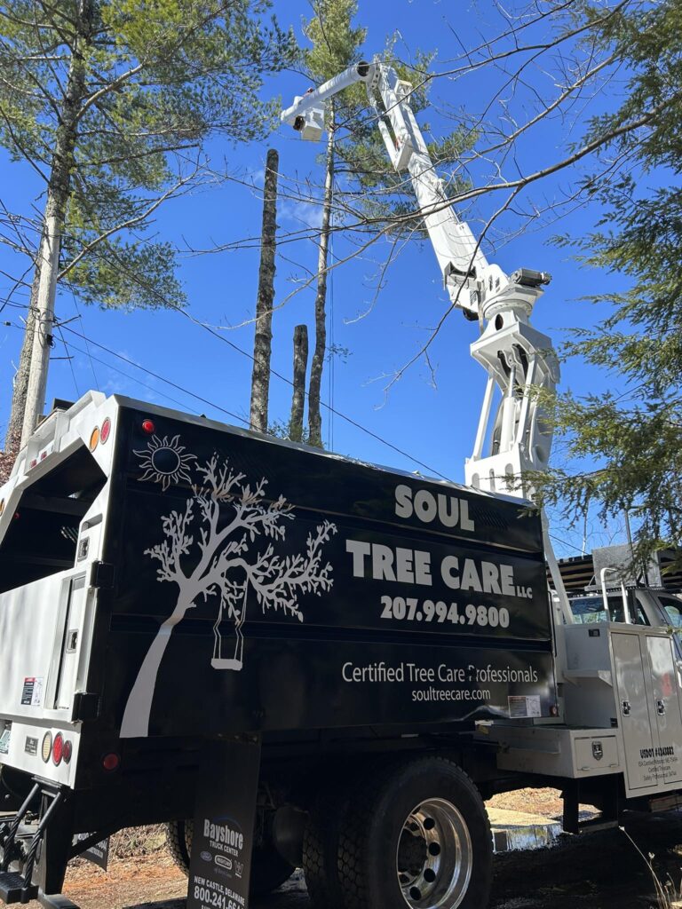 emergency tree service