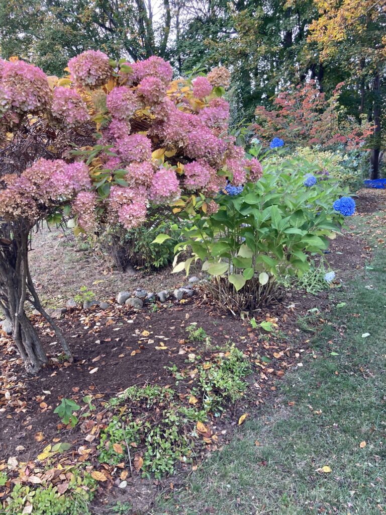 Ornamental topiary pruning by Soul Tree Care, NH Seacoast
