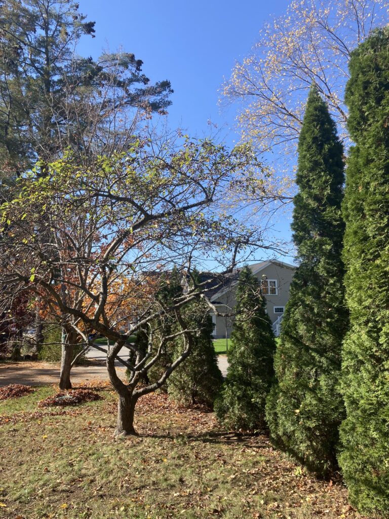 Flowering cherry tree pruned by ISA certified arborist, NH Seacoast