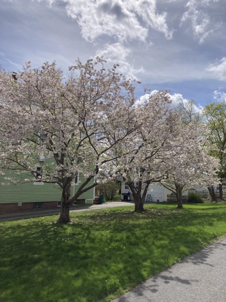Ornamental crabapple tree pruned for structure and health, Dover NH