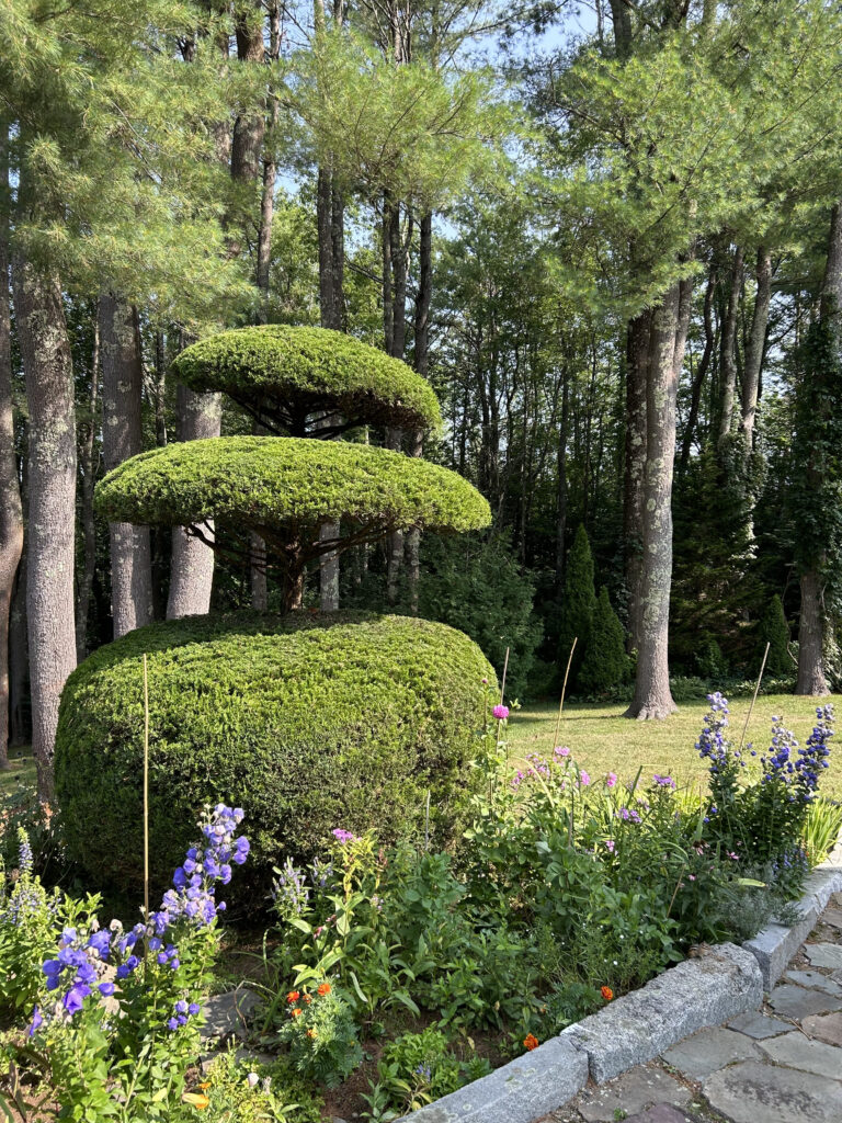 Arborvitae and hydrangea maintenance pruning by Soul Tree Care, NH Seacoast